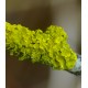 Golden Lichen