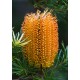 Banksia Ericifolia