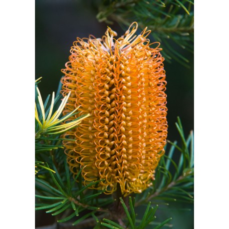 Banksia Ericifolia