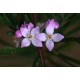 Pink Boronia