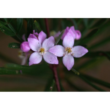 Pink Boronia