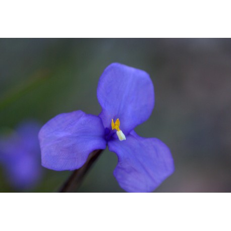 Bush Iris