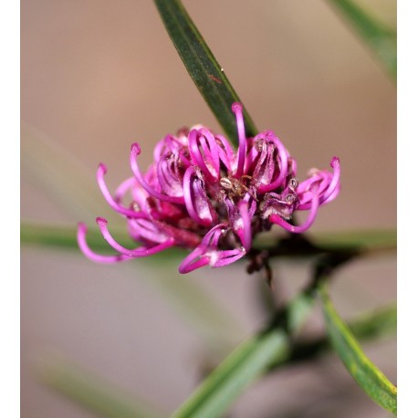 Pink Spiderflower Grevillea