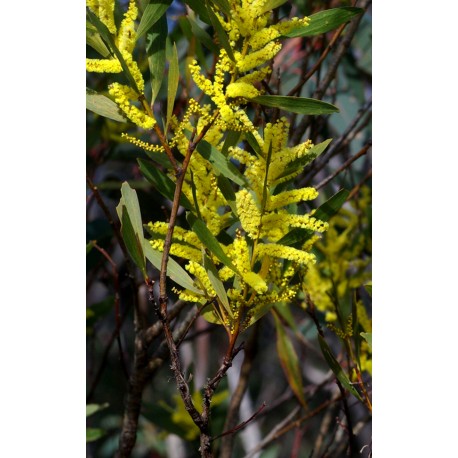 Acacia Longifolia