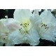 White Rhododendron