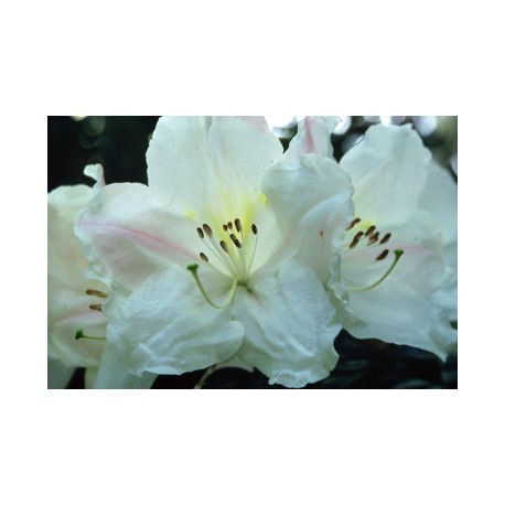 White Rhododendron