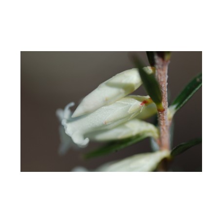 Epacris Obtusifolia