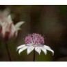 Pink Flannel Flower