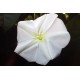 Moonflower