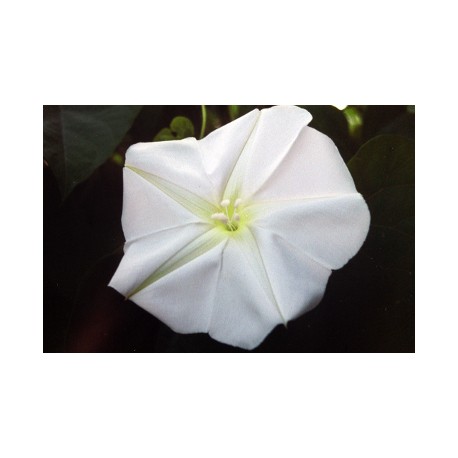 Moonflower