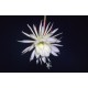 Epiphyllum Oxypetalum