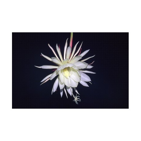 Epiphyllum Oxypetalum