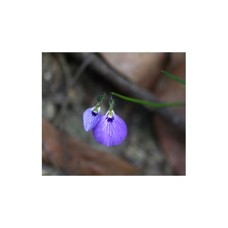 Hybanthus Monopetalus