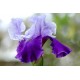 Tall Blue Bearded Iris
