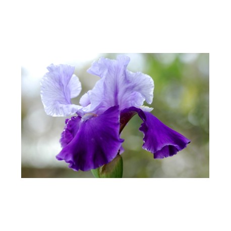 Tall Blue Bearded Iris