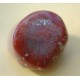 Petrified Red Coral