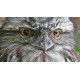 Tawny Frogmouth