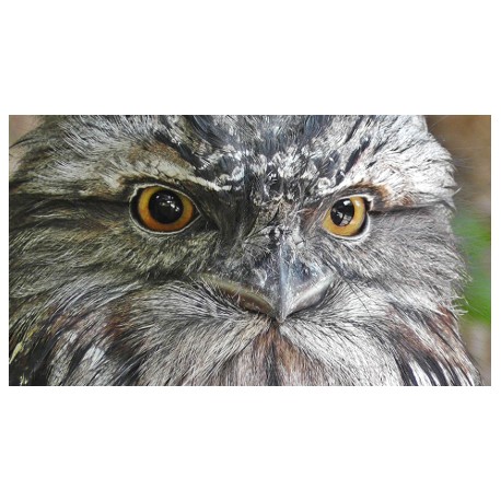 Tawny Frogmouth