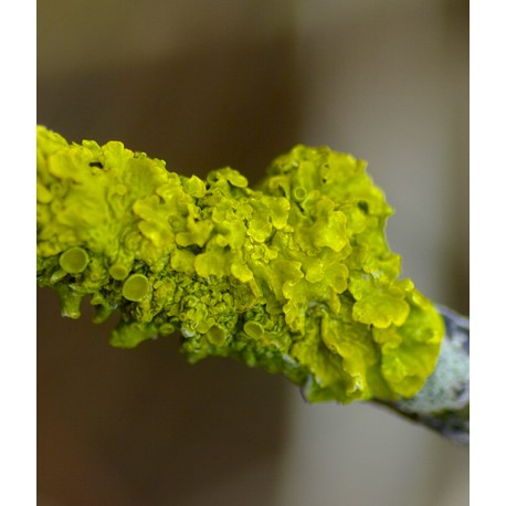 Golden Lichen